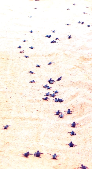 Turtle hatchlings on the island